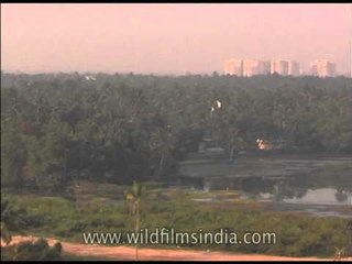 Green groves around Kochi!