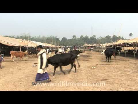 Sonepur cattle fair