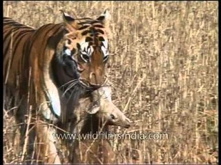 Tiger carrying a dead fawn with its mouth