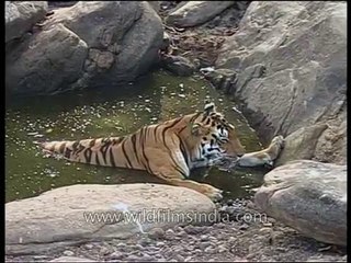 Tiger thirstily lapping water from a forest pool in Kanha