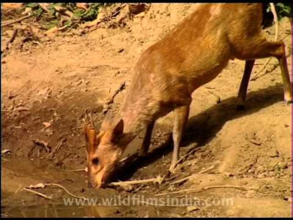 Vigilant Barking Deer drinking water....