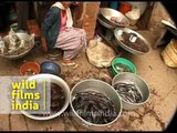 Live, crawling and writhing food market in Nagaland, India!