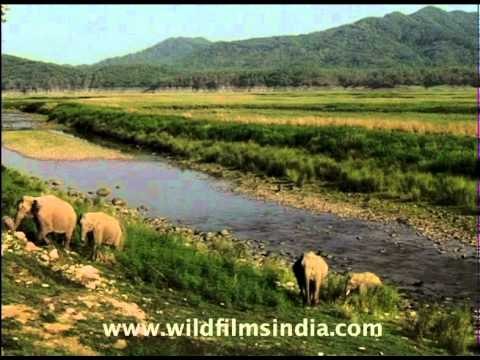 A herd of Elephants crossing the river together!