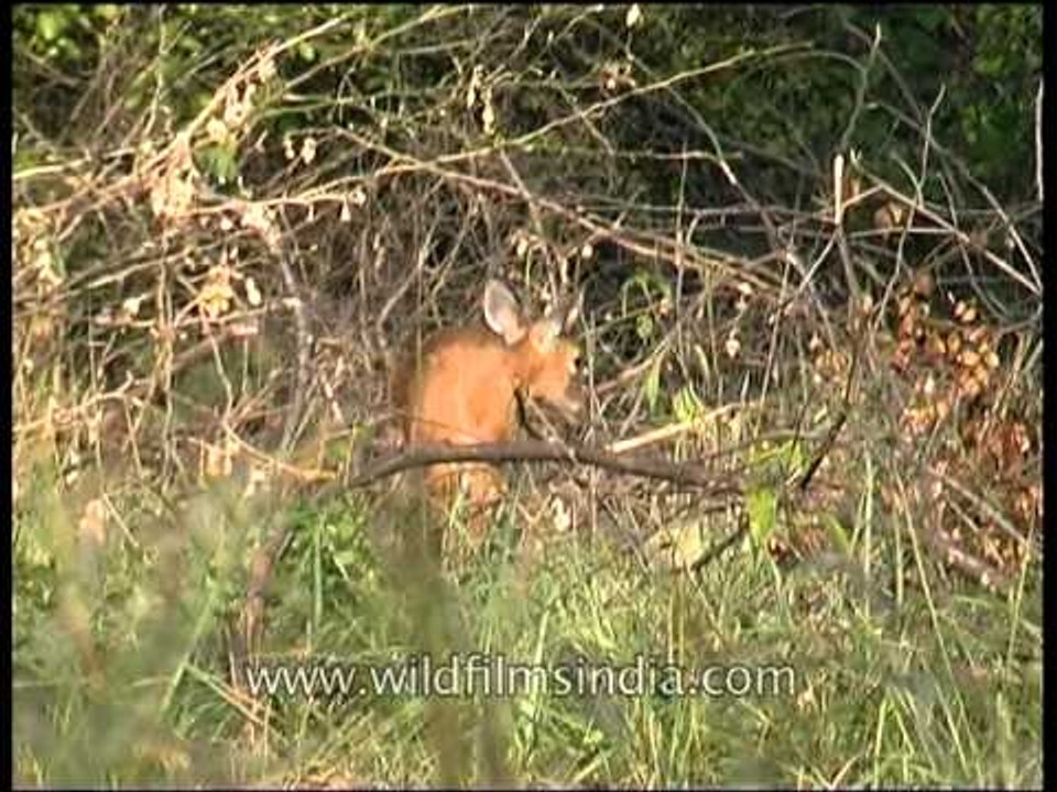 Barking deer in Panna National park in India