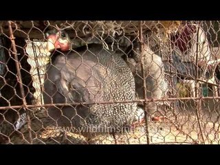 Birds to be sold at Sonepur mela