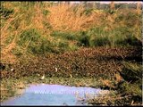 Sarus cranes and other birds in the forest...