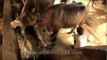Feeding the appetite of buffaloes at a dairy farm, Delhi