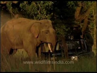 Elephant- Human relationship has been around for long!