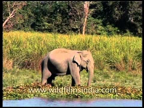 Elephants ahoy! It is an elephant parade...