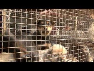 Puppy market in Sonepur cattle fair