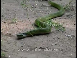Green keelback snake in Panna National Park