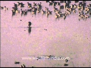 Waterfowls ignore the thirsty carnivorous Jackal!