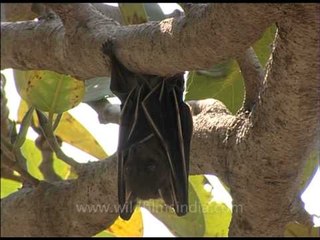 Indian Fruit bat  hanging from tree