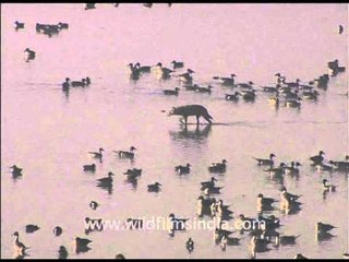 Jackal looking for prey or just passing by??