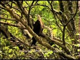 Pallas' Fish Eagle sitting on a tree and squealing away