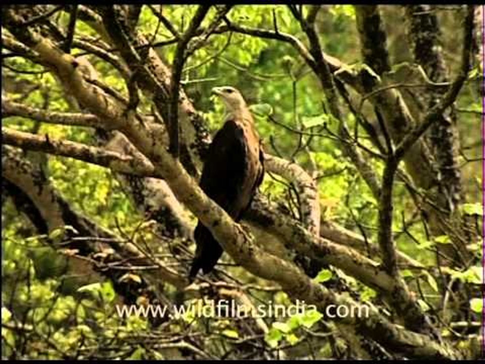 Pallas' Fish Eagle sitting on a tree and squealing away