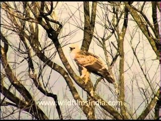 Marsh harrier perching on a leafless tree!