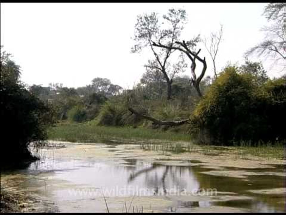 Lake alongside road to Awagarh...