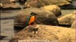 Eurasian Kingfisher, European Roller, Three-toed Golden backed Woodpecker and other rare birds