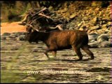 Stunning wild animals all crossing the Ramganga river!