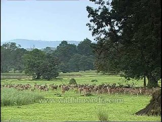 Countless Deer in Kanha National Park!