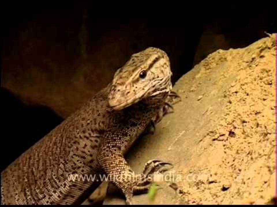 Monitor Lizard caught on camera!