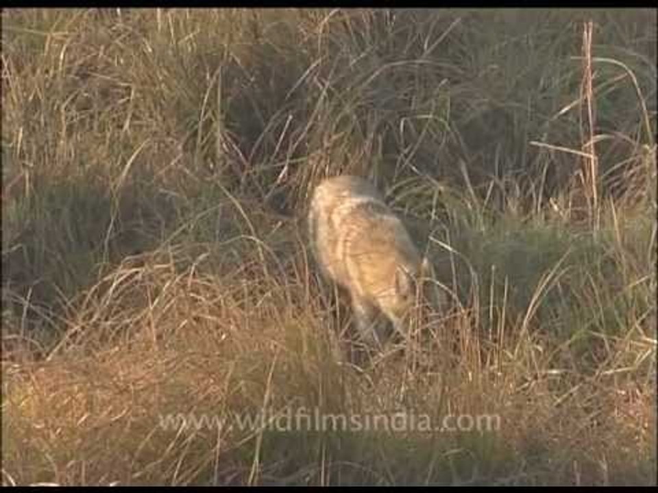 Jackal hunts in a grassland, with waterfowl grunting in the distance...