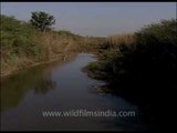 Prosopis juliflora or Vilayati keekar growing in a pond in Uttar Pradesh