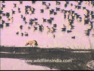 Jackal walking on water with Waterfowl passing by