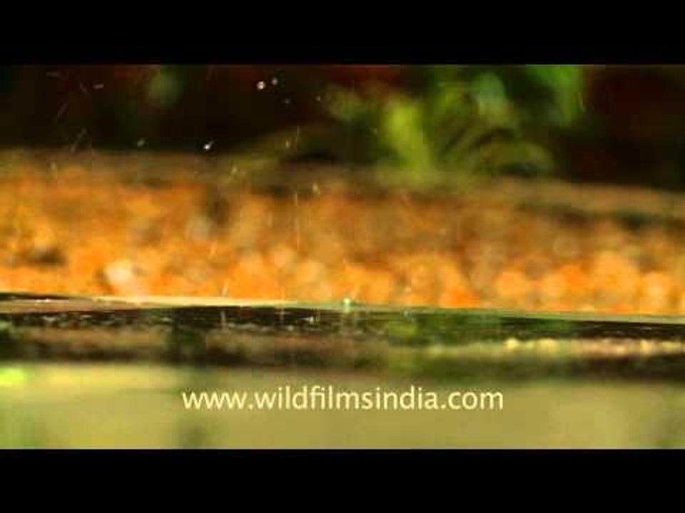 Crowns from falling water droplets