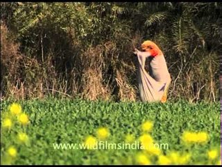 Women farmers work hard in India, Awagarh