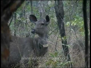 Sambar deer at Panna