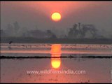 Majestic Sarus crane at sunrise