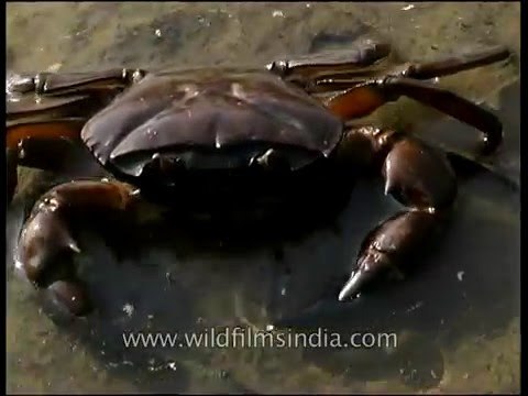 River Crab along Ken River in Panna National Park