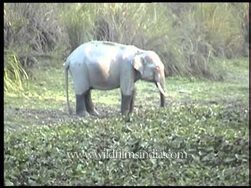 Selecting the best water hyacinth for food - Elephant in Kaziranga