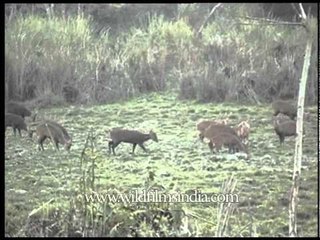Kaziranga grassland has some amazing species