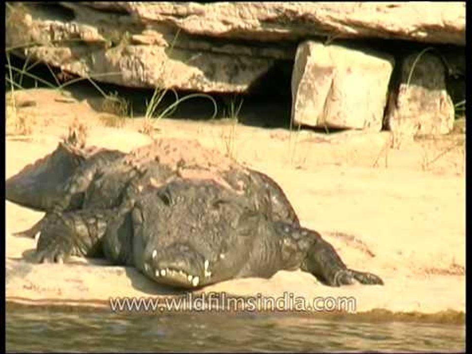 Mighty crocodile on the Ken river!