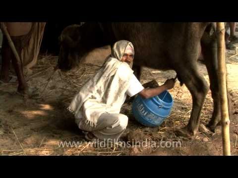 Scenes from the Sonepur cattle fair!