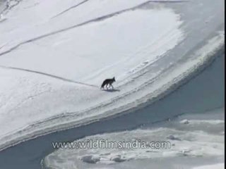 Lone fox wanders off and crosses the frozen Zanskar river high in the Himalaya!