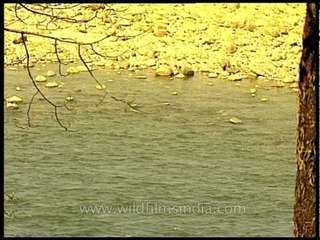 River in Kaziranga National Park