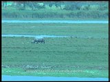 Kaziranga - Where rhinos roam