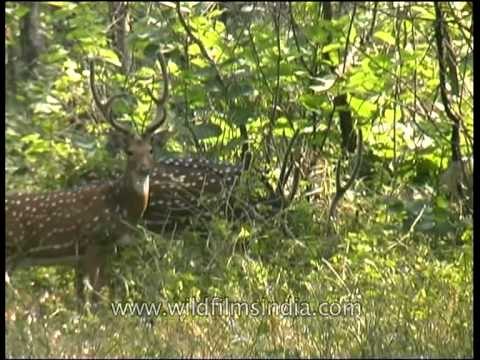 Grazing spotted deer in Panna National park