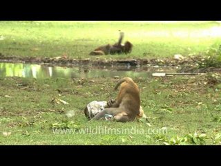 Gleeful new borns of the Indian Bandar or Macaques!
