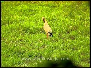 Wildlife vignettes from Kaziranga National Park