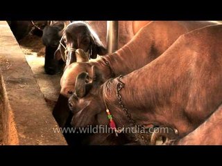 Dairy cow nutrition in India
