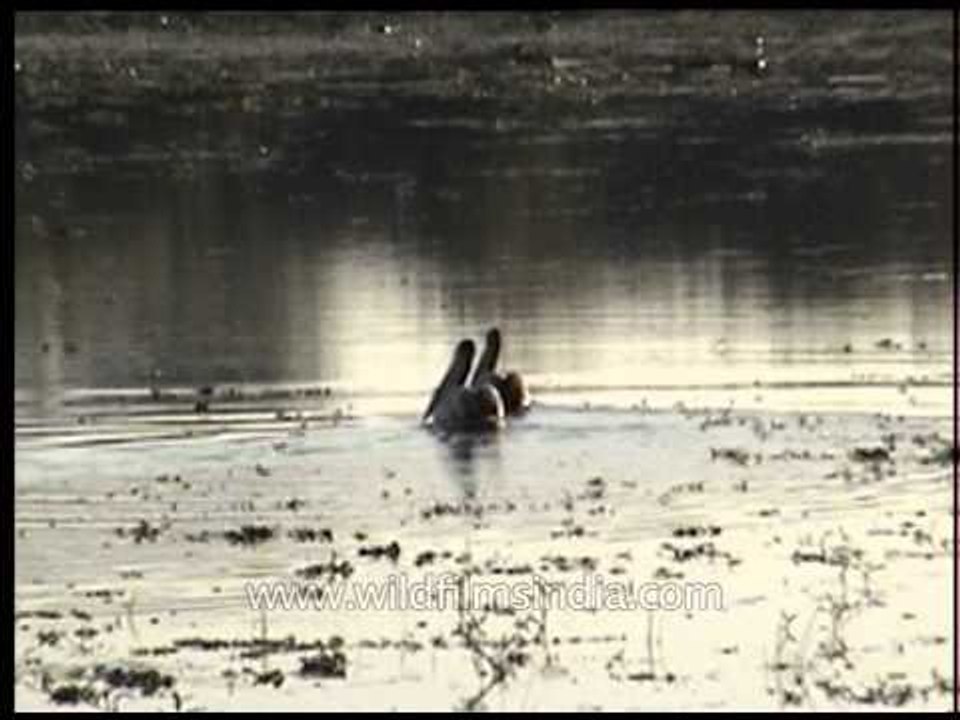 Pair of birds swimming at Kaziranga!