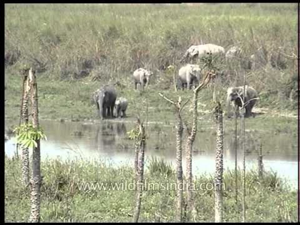 Elephants' peaceful adobe at Kaziranga National Park