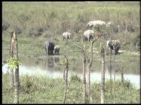 Elephants' peaceful adobe at Kaziranga National Park