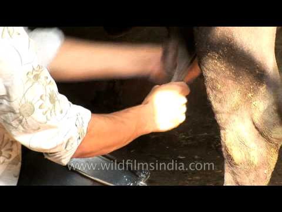 Milking a cow with bare hands in India