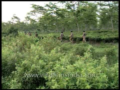 Team of forest rangers searching for Elephants